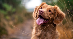 Image shows a dog